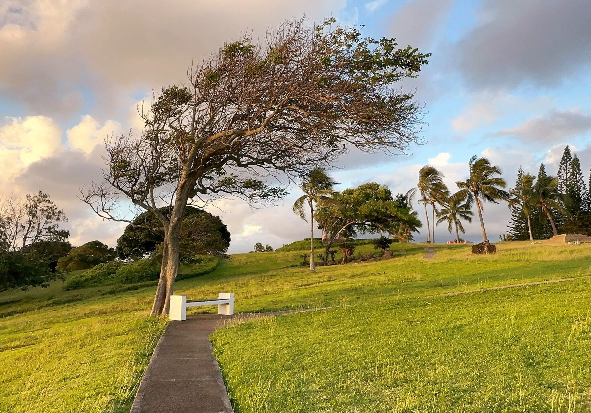 Laie Bench